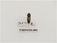 藏品(叩頭蟲科)的圖片